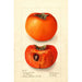 Reproduktion des Gemäldes Diospyros Godbeys Seedless - Deborah Griscom Passmore