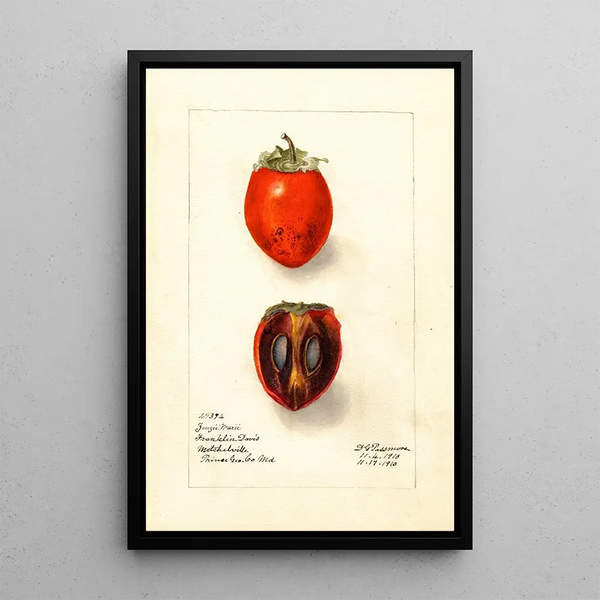 Diospyros Zengi Maru - Deborah Griscom Passmore — gerahmtes Bild an der Wand