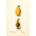 Eriobotrya japonica Advance - Deborah Griscom Passmore — Ansicht des Kunstwerks