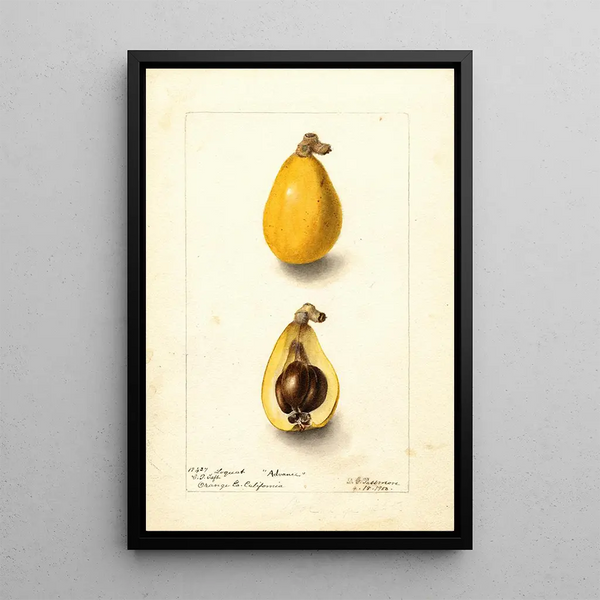 Eriobotrya japonica Advance - Deborah Griscom Passmore — gerahmtes Bild an der Wand