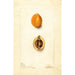 Eriobotrya japonica Premier - Deborah Griscom Passmore — Ansicht des Kunstwerks