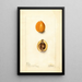 Eriobotrya japonica Premier - Deborah Griscom Passmore — gerahmtes Bild an der Wand