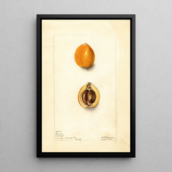 Eriobotrya japonica Premier - Deborah Griscom Passmore — gerahmtes Bild an der Wand