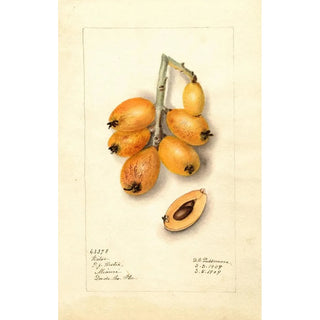 Deborah Griscom Passmore - Eriobotrya japonica Victor.webp