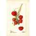 Fragaria Climan - Deborah Griscom Passmore — Ansicht des Kunstwerks