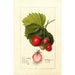 Fragaria Dayton - Deborah Griscom Passmore — Ansicht des Kunstwerks