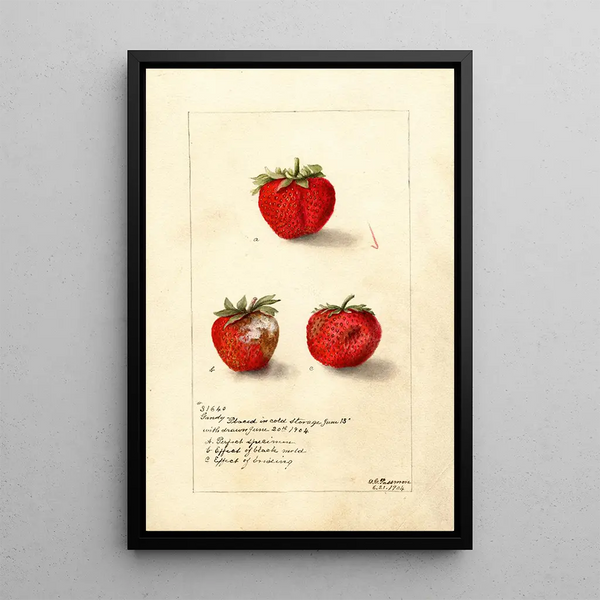 Reproduktion des Gemäldes Fragaria Gandy - Deborah Griscom Passmore