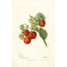 Fragaria Lehigh - Deborah Griscom Passmore — Ansicht des Kunstwerks