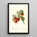 Fragaria Lehigh - Deborah Griscom Passmore — gerahmtes Bild an der Wand
