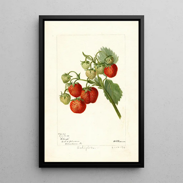 Fragaria Lehigh - Deborah Griscom Passmore — gerahmtes Bild an der Wand