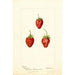 Fragaria Maida - Deborah Griscom Passmore — Ansicht des Kunstwerks