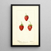 Fragaria Maida - Deborah Griscom Passmore — gerahmtes Bild an der Wand