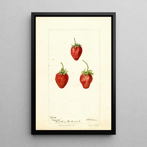 Fragaria Maida - Deborah Griscom Passmore — gerahmtes Bild an der Wand