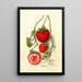 Fragaria Outlander - Deborah Griscom Passmore — gerahmtes Bild an der Wand