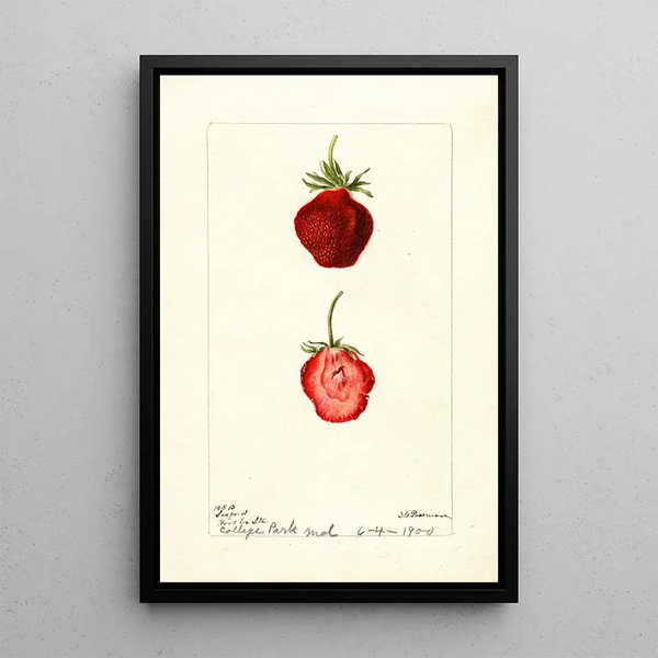 Reproduktion des Gemäldes Fragaria Seaford - Deborah Griscom Passmore