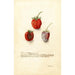 Fragaria Tennessee - Deborah Griscom Passmore — Ansicht des Kunstwerks