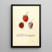 Fragaria Tennessee - Deborah Griscom Passmore — gerahmtes Bild an der Wand