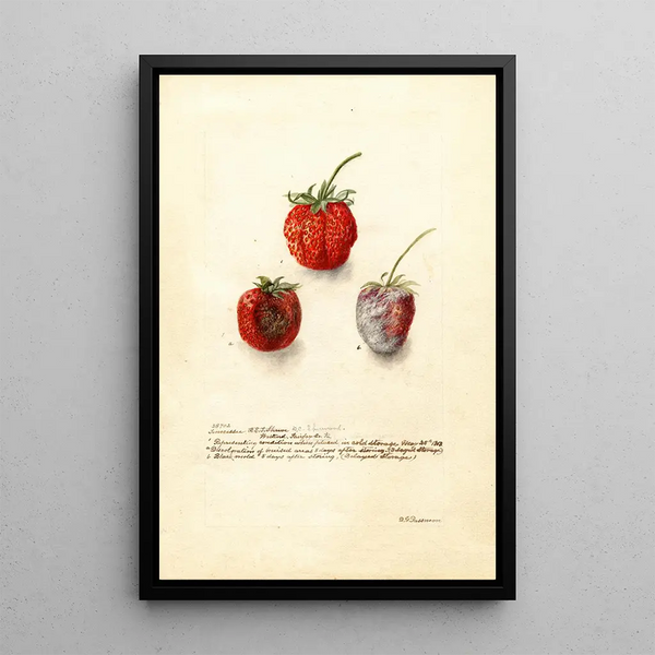 Fragaria Tennessee - Deborah Griscom Passmore — gerahmtes Bild an der Wand