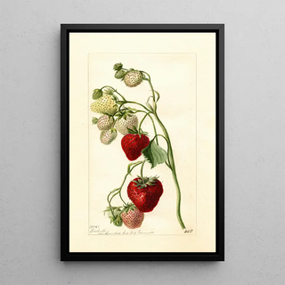 Deborah Griscom Passmore - Fragaria Timbrell.webp