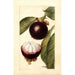 Reproduktion des Gemäldes Garcinia mangostana - Deborah Griscom Passmore