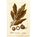 Macadamia ternifolia - Deborah Griscom Passmore — Ansicht des Kunstwerks