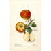 Malus domestica - Deborah Griscom Passmore — Ansicht des Kunstwerks