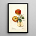Malus domestica - Deborah Griscom Passmore — gerahmtes Bild an der Wand