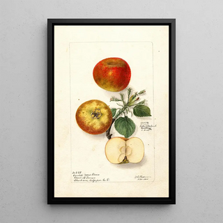 Deborah Griscom Passmore - Malus domestica.webp