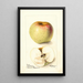 Reproduktion des Gemäldes Malus domestica All Purpose - Deborah Griscom Passmore
