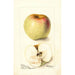 Reproduktion des Gemäldes Malus domestica All Purpose - Deborah Griscom Passmore