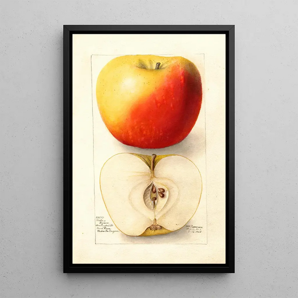 Reproduktion des Gemäldes Malus domestica Banana - Deborah Griscom Passmore