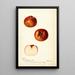 Reproduktion des Gemäldes Malus domestica Bloomless - Deborah Griscom Passmore
