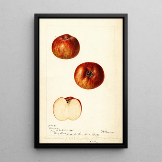 Deborah Griscom Passmore - Malus domestica Bloomless.webp