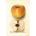Malus domestica Champion Pippin - Deborah Griscom Passmore — Ansicht des Kunstwerks