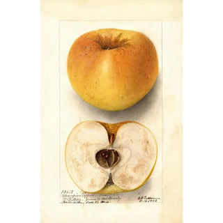 Deborah Griscom Passmore - Malus domestica Champion Pippin.webp
