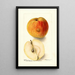 Reproduktion des Gemäldes Malus domestica Floyd - Deborah Griscom Passmore