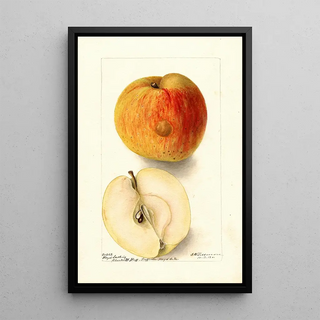 Deborah Griscom Passmore - Malus domestica Floyd.webp