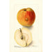Reproduktion des Gemäldes Malus domestica Floyd - Deborah Griscom Passmore