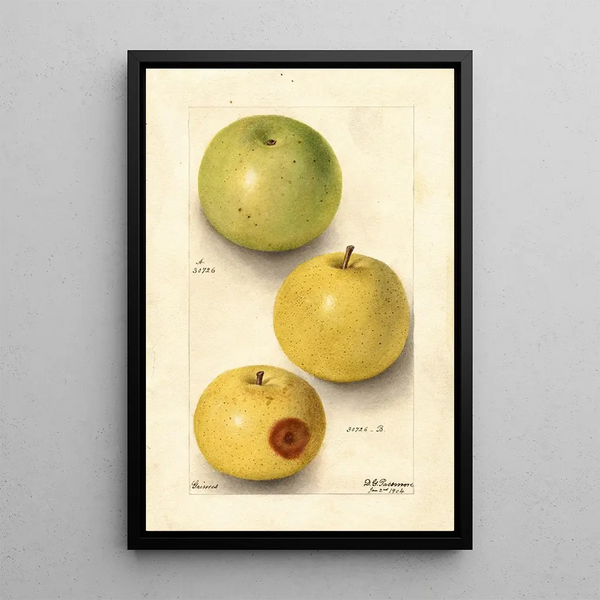 Malus domestica Grimes - Deborah Griscom Passmore — gerahmtes Bild an der Wand
