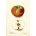 Reproduktion des Gemäldes Malus domestica Keeskemet - Deborah Griscom Passmore