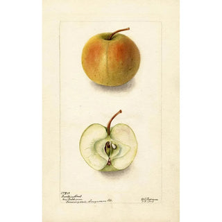 Deborah Griscom Passmore - Malus domestica Lewelling Crab.webp