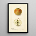 Malus domestica Lewelling Crab - Deborah Griscom Passmore — gerahmtes Bild an der Wand