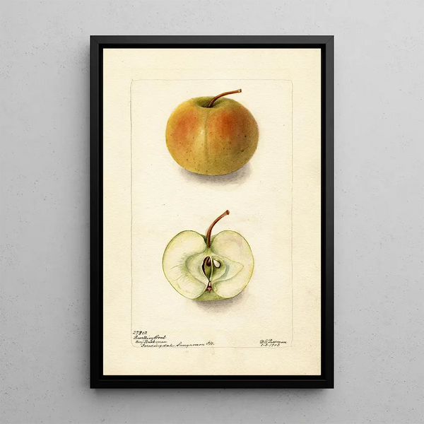 Malus domestica Lewelling Crab - Deborah Griscom Passmore — gerahmtes Bild an der Wand