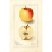 Malus domestica Long Stem Sweet - Deborah Griscom Passmore — Ansicht des Kunstwerks