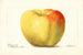 Malus domestica Reinette Gris - Deborah Griscom Passmore — Ansicht des Kunstwerks