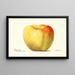 Malus domestica Reinette Gris - Deborah Griscom Passmore — gerahmtes Bild an der Wand