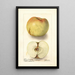 Reproduktion des Gemäldes Malus domestica Sklanka Bogdanoff - Deborah Griscom Passmore