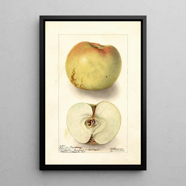 Reproduktion des Gemäldes Malus domestica Sklanka Bogdanoff - Deborah Griscom Passmore