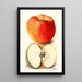 Reproduktion des Gemäldes Malus domestica Spokane - Deborah Griscom Passmore