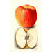 Reproduktion des Gemäldes Malus domestica Spokane - Deborah Griscom Passmore